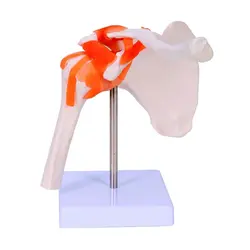 مولاژ مفصل شانه با نمایش رباط ها