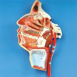 مولاژ مقطع دهان و بینی و حنجره