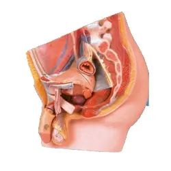 مولاژ مقطع میانی لگن مرد 4 قسمتی