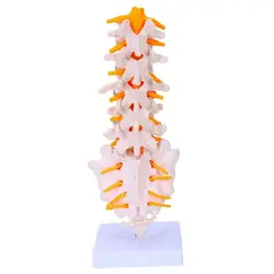 مولاژ مهره های تحتانی