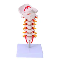 مولاژ مهره های گردن