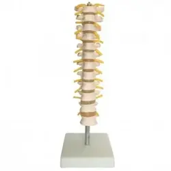 مولاژ مهره های گردن