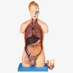 مولاژ نیم تنه 20 قسمتی 1/1