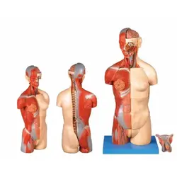 مولاژ نیم تنه دو جنسیتی 32 قسمتی