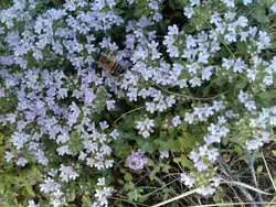 عسل 500 گرمی آویشن شهنای