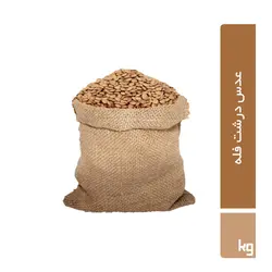 عدس درشت فله ( 5 کیلویی )