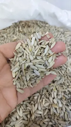 مغز تخمه آفتابگردان