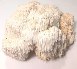 پودر قارچ یال شیر (100 گرمی)