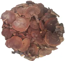 قارچ گانودرما (فله نیم کیلویی)
