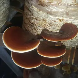 پودر قارچ گانودرما (۱۰۰ گرمی)