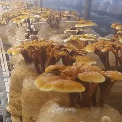قارچ گانودرما (۵۰ گرمی) زرد