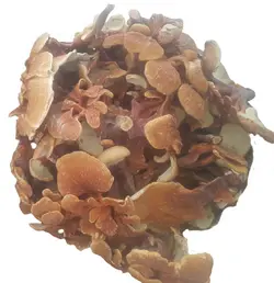 قارچ گانودرما (فله نیم کیلویی) زرد