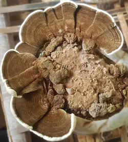 پودر قارچ دم بوقلمون (۱۰۰ گرمی)