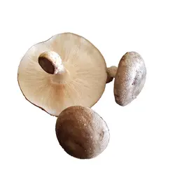 قارچ شیتاکه خشک (۱۰۰ گرمی)
