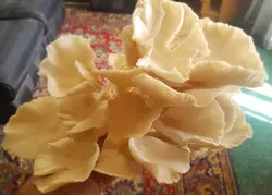 قارچ صدفی خشک (۱۰۰ گرمی)