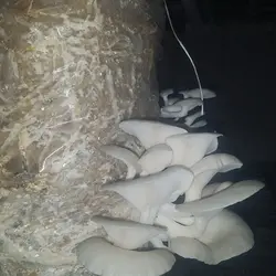 قارچ صدفی خشک (۱۰۰ گرمی)