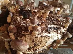 پودر قارچ شیتاکه (۲۰۰ گرمی)