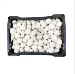 قارچ دکمه ای سفید سبدی – 5 کیلو گرمی