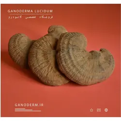 قارچ گانودرما پودر نشده