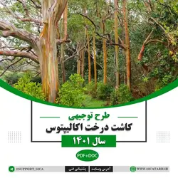 طرح توجیهی درخت اکالیپتوس سال ۱۴۰۱