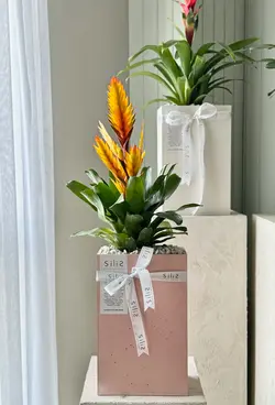 گلدان بتنی افقی بزرگ و گیاه ورزیا زرد