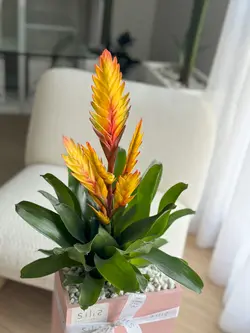 گلدان بتنی افقی بزرگ و گیاه ورزیا زرد