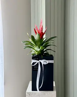 گلدان بتنی افقی بزرگ و گیاه ورزیا قرمز