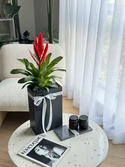 گلدان بتنی افقی بزرگ و گیاه ورزیا قرمز