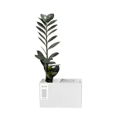 گلدان بتنی افقی کوچک و گیاه زاموفیلیا بلک