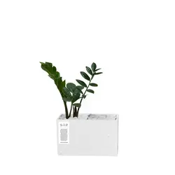 گلدان بتنی افقی کوچک و گیاه زاموفیلیا سبز