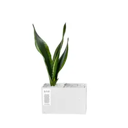 گلدان بتنی افقی کوچک و گیاه سیلور