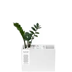 گلدان بتنی جامدادی بزرگ و گیاه زاموفیلیا سبز