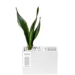 گلدان بتنی جامدادی بزرگ و گیاه سیلور