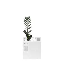 گلدان بتنی جامدادی کوچک و گیاه زاموفیلیا بلک