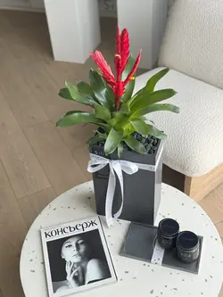 گلدان بتنی عمودی بزرگ و گیاه ورزیا قرمز