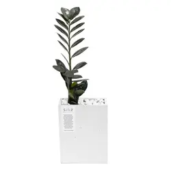 گلدان بتنی عمودی کوچک و زاموفیلیا بلک