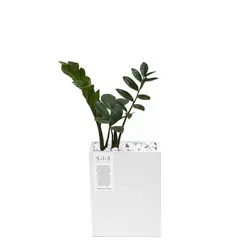 گلدان بتنی عمودی کوچک و زاموفیلیا سبز