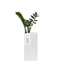 گلدان بتنی مستطیل بلند و گیاه زاموفیلیا سبز