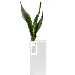 گلدان بتنی مستطیل بلند و گیاه سیلور