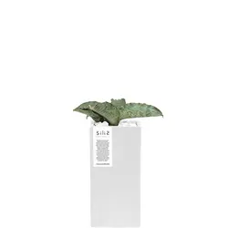 گلدان بتنی مستطیل بلند و گیاه فیس چری