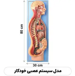 مولاژ سیستم عصبی خودکار