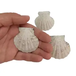 صدف کفه ای مدل H530 بسته 6 عددی