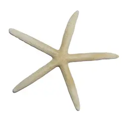 صدف مدل ستاره دریایی طبیعی 555-2