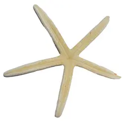 صدف مدل ستاره دریایی طبیعی 555