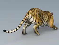 ببر با حالت حمله