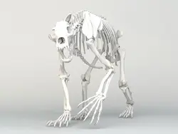 اسکلت خرس گریزلی