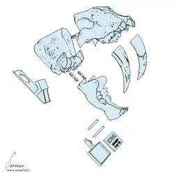 فسیل جمجمه ببر چاقو دندان