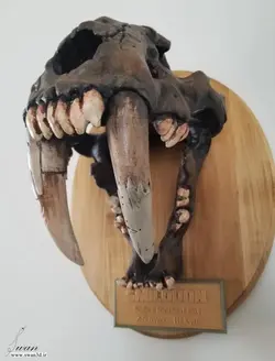 فسیل جمجمه ببر چاقو دندان