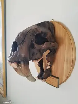 فسیل جمجمه ببر چاقو دندان