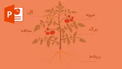 خرید و دانلود پاورپوینت شناخت اجزای گل ها و مراقبت از آنها